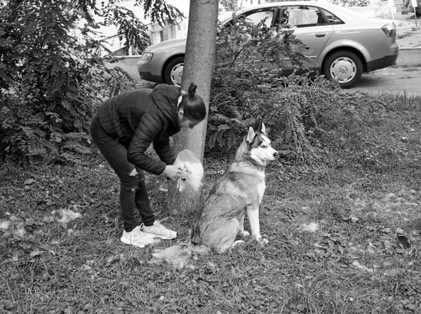 708 :: Husky grooming (Bc)